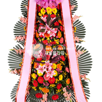 축하3단(고급55)