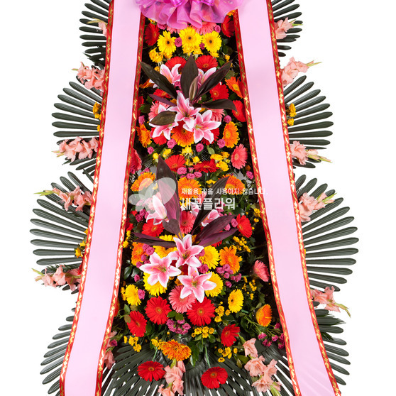 축하3단(고급55)