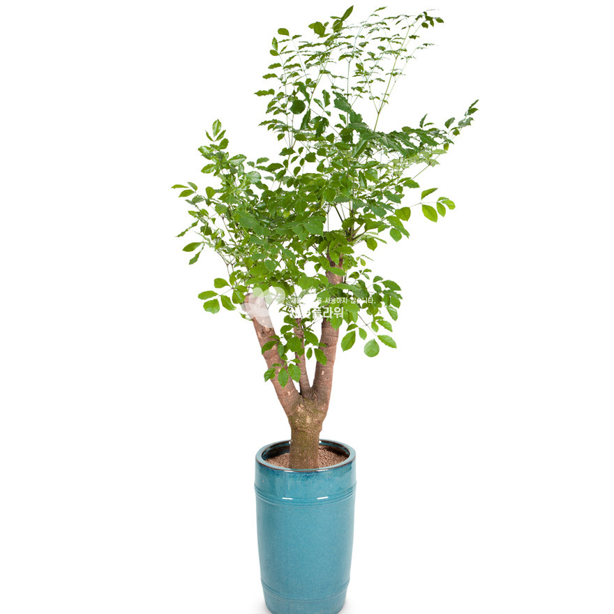 상세이미지