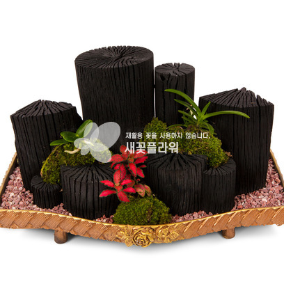 ★MD추천★숯분재