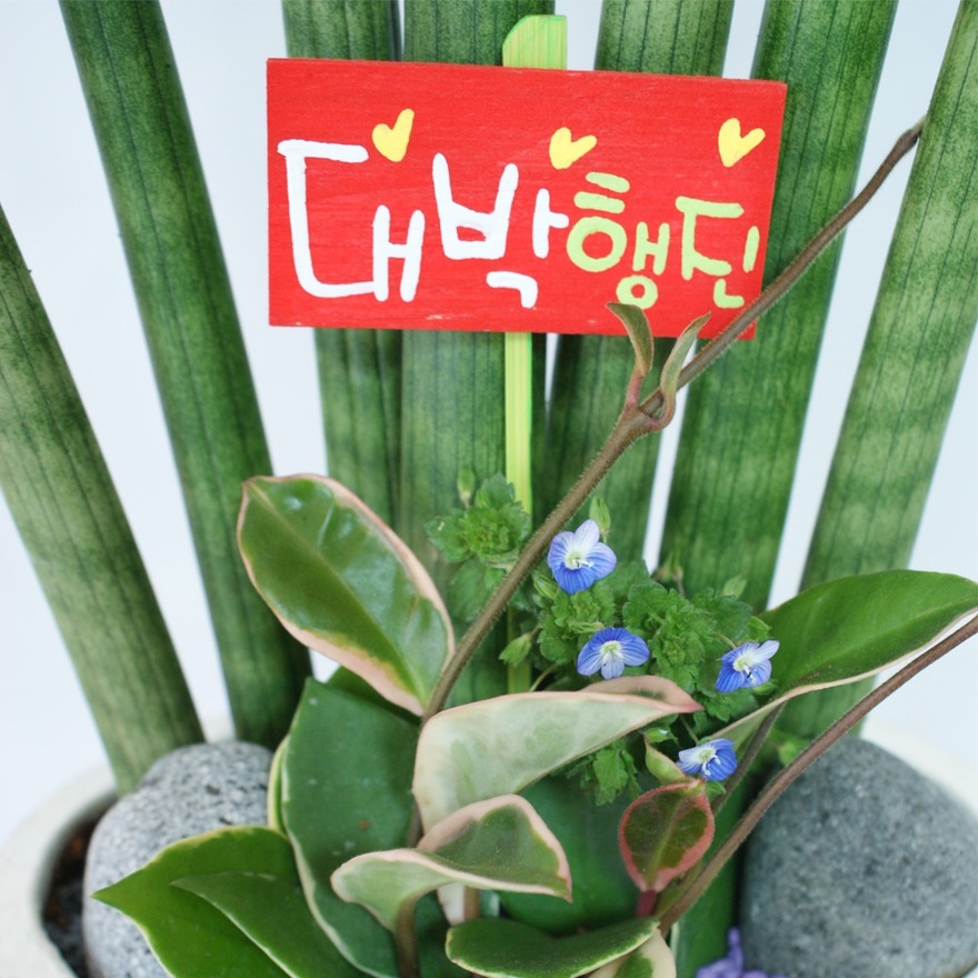 상세이미지