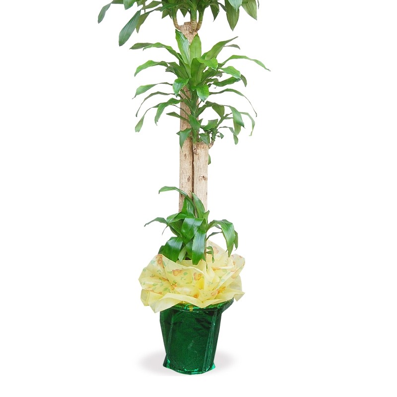 상세이미지