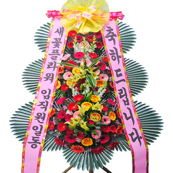 ★MD추천★축하4