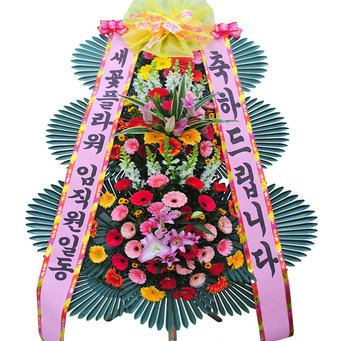 ★MD추천★축하3